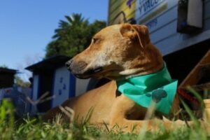 Pergamino – El móvil de Veterinaria se encuentra en la Plazoleta María Crescencia